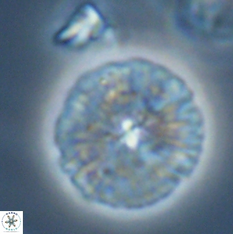 Discoaster misofengaro 23948