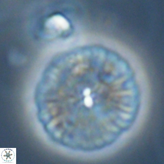 Discoaster misofengaro 23949