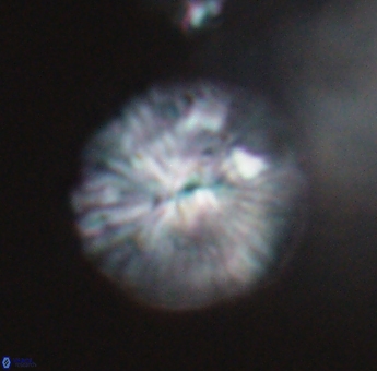 Discoaster misofengaro 23941