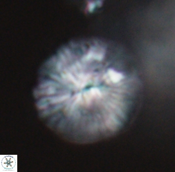 Discoaster misofengaro 23941