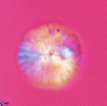 Discoaster misofengaro 23942