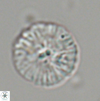 Discoaster misofengaro 23943