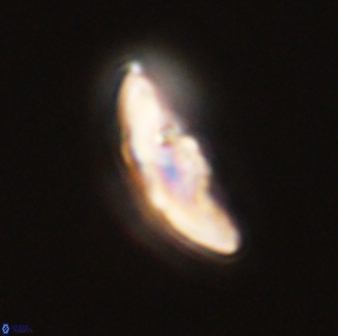Discoaster misofengaro 57254