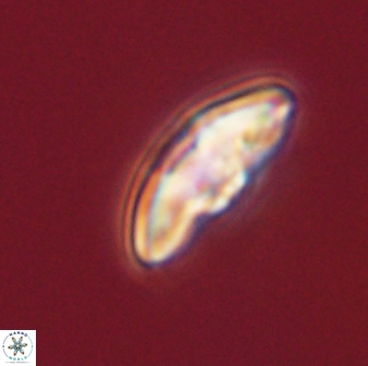 Discoaster misofengaro 60995