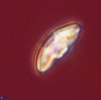 Discoaster misofengaro 57257