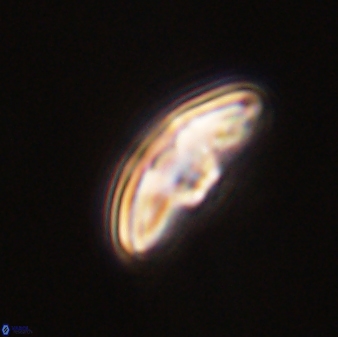 Discoaster misofengaro 60995