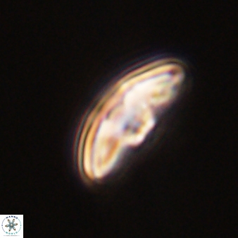 Discoaster misofengaro 57258