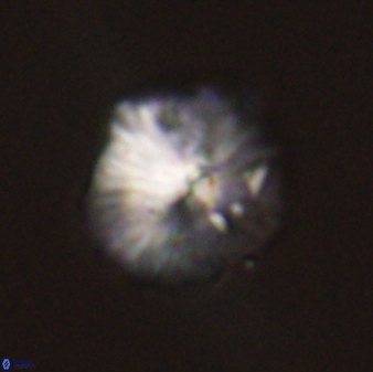 Discoaster misofengaro 57259