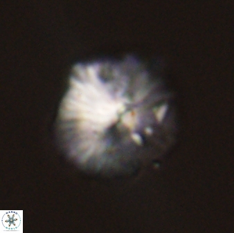 Discoaster misofengaro 57259