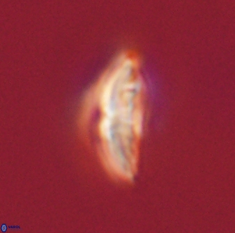 Discoaster misofengaro 57252