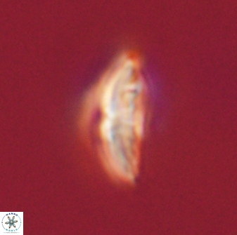 Discoaster misofengaro 57252
