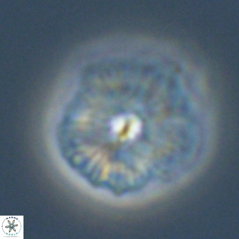 Discoaster misofengaro 57264