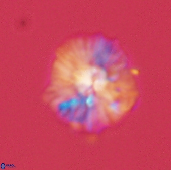 Discoaster misofengaro 57265