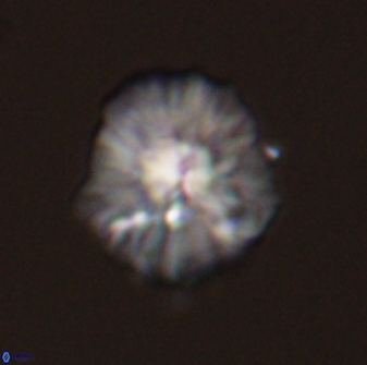 Discoaster misofengaro 57267