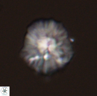 Discoaster misofengaro 57267