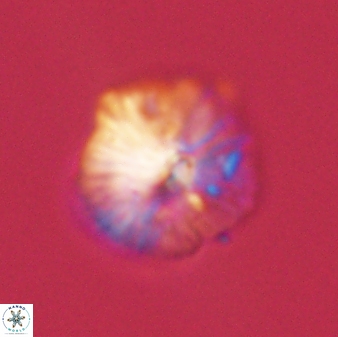 Discoaster misofengaro 57260