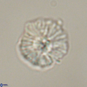 Discoaster misofengaro 57261