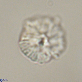 Discoaster misofengaro 60995