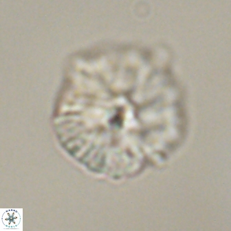 Discoaster misofengaro 57262