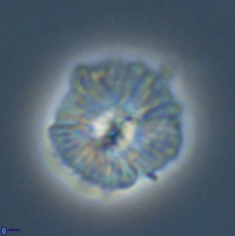 Discoaster misofengaro 60995