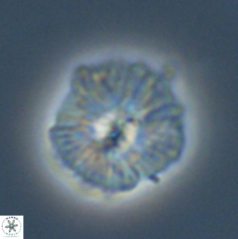 Discoaster misofengaro 60995