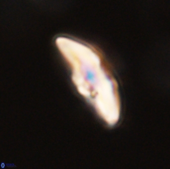 Discoaster misofengaro 57271