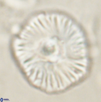 Discoaster misofengaro 60994