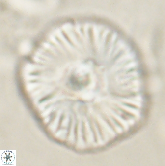 Discoaster misofengaro 60994