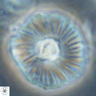 Discoaster misofengaro 60995