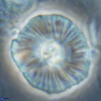 Discoaster misofengaro 60996