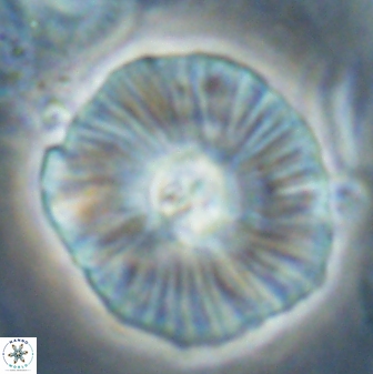 Discoaster misofengaro 60996