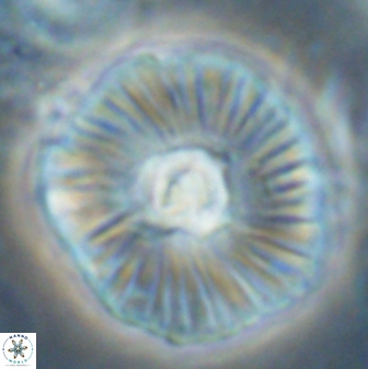 Discoaster misofengaro 60997
