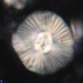 Discoaster misofengaro 60991