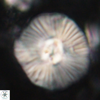 Discoaster misofengaro 60991