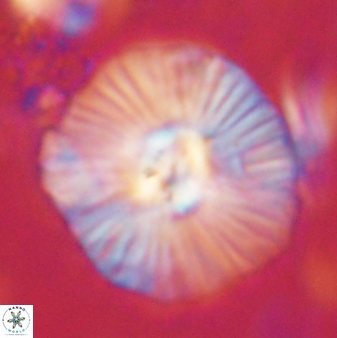 Discoaster misofengaro 60992