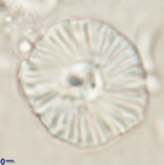Discoaster misofengaro 60993