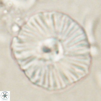 Discoaster misofengaro 60993