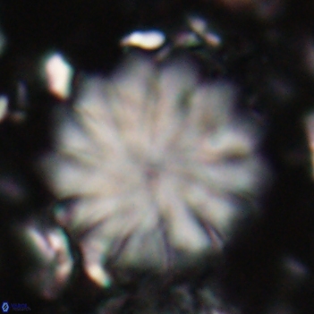 Discoaster mohleri 20803