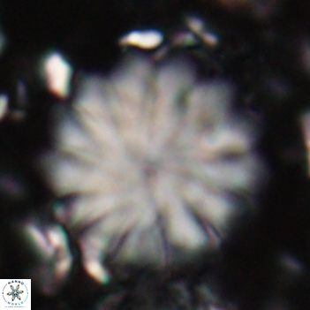 Discoaster mohleri 20803