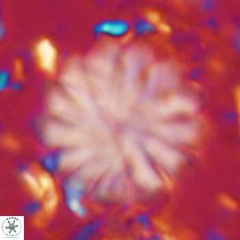 Discoaster mohleri 20804