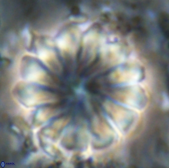 Discoaster mohleri 20806