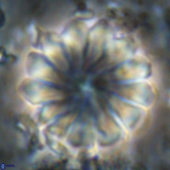 Discoaster mohleri 20807