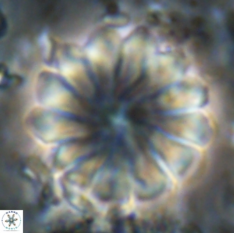 Discoaster mohleri 20807
