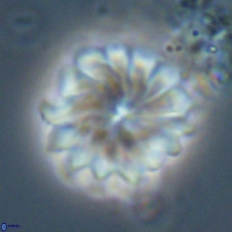 Discoaster mohleri 22380