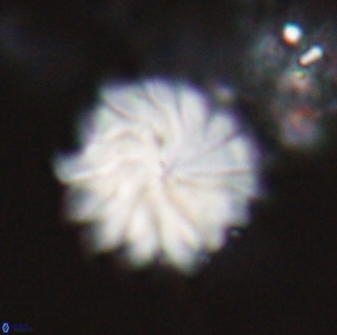 Discoaster mohleri 22382