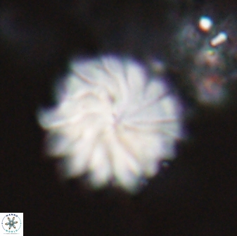 Discoaster mohleri 22382