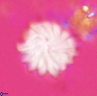 Discoaster mohleri 22383