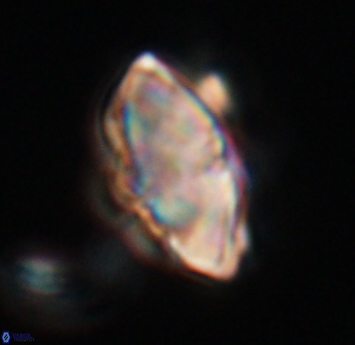 Discoaster mohleri 23569