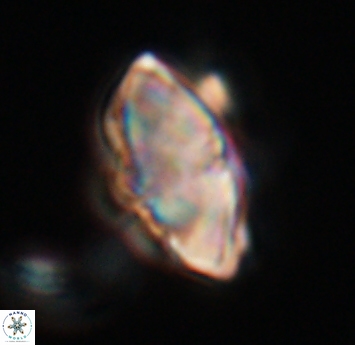 Discoaster mohleri 23569