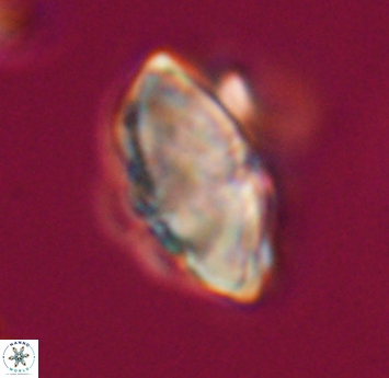 Discoaster mohleri 23570